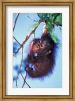 Framed Baby Orangutan, Tanjung Putting National Park, Indonesia