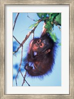 Framed Baby Orangutan, Tanjung Putting National Park, Indonesia