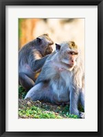 Framed Bali, Indonesia, monkeys run in the Uluwatu temple