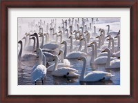Framed Whooper swans, Hokkaido, Japan