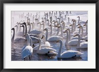 Framed Whooper swans, Hokkaido, Japan