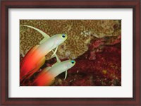Framed Fire Dartfish, Banda Sea, Indonesia
