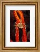 Framed Commensul Crab on Soft Coral, Indonesia
