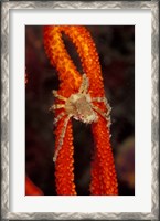Framed Commensul Crab on Soft Coral, Indonesia