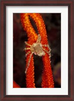 Framed Commensul Crab on Soft Coral, Indonesia