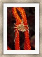 Framed Commensul Crab on Soft Coral, Indonesia