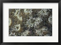 Framed Coral Polyps Feeding, Papua, Indonesia