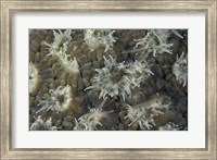 Framed Coral Polyps Feeding, Papua, Indonesia