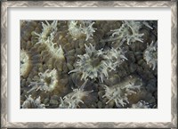 Framed Coral Polyps Feeding, Papua, Indonesia