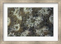 Framed Coral Polyps Feeding, Papua, Indonesia