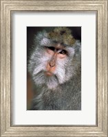 Framed Long Tailed Macaques, Sacred Monkey Forest, Ubud, Bali, Indonesia