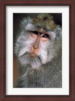 Framed Long Tailed Macaques, Sacred Monkey Forest, Ubud, Bali, Indonesia