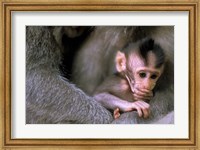 Framed Indonesia, Bali, Ubud, Long tailed macaque