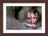 Framed Indonesia, Bali, Ubud, Long tailed macaque