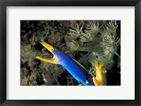 Framed Indonesia, Sulawesi, Blue ribbon eel marine life