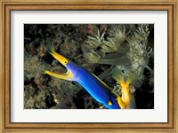 Framed Indonesia, Sulawesi, Blue ribbon eel marine life