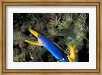 Framed Indonesia, Sulawesi, Blue ribbon eel marine life