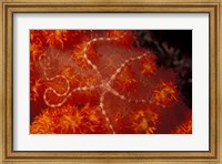 Framed Brittlestar on Soft Coral, Papua, Indonesia