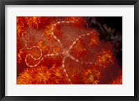 Framed Brittlestar on Soft Coral, Papua, Indonesia