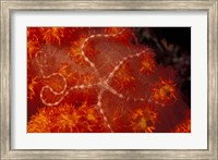 Framed Brittlestar on Soft Coral, Papua, Indonesia