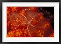 Framed Brittlestar on Soft Coral, Papua, Indonesia