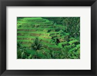 Framed Bali, Tegallalan, Rice Terrace