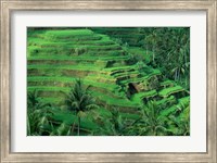 Framed Bali, Tegallalan, Rice Terrace