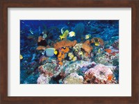 Framed Coral Reefs, Papua, Indonesia