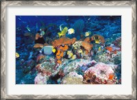 Framed Coral Reefs, Papua, Indonesia
