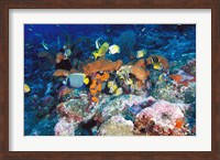 Framed Coral Reefs, Papua, Indonesia