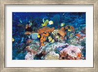 Framed Coral Reefs, Papua, Indonesia