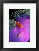 Framed Anemonefish swimming in anemone tent, Indonesia