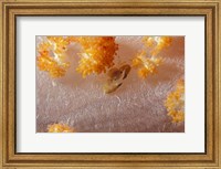 Framed Crab on Soft Coral, Indonesia
