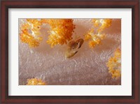 Framed Crab on Soft Coral, Indonesia