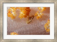 Framed Crab on Soft Coral, Indonesia