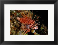 Framed Indonesia, Sulawesi, Spotfin lionfish