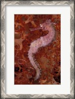 Framed Thorny Seahorse on Soft Coral, Indonesia