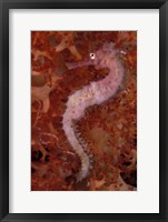 Framed Thorny Seahorse on Soft Coral, Indonesia