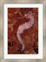 Framed Thorny Seahorse on Soft Coral, Indonesia