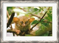 Framed Oceania, Indonesia, Sulawesi Tarsier, Primate