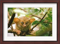 Framed Oceania, Indonesia, Sulawesi Tarsier, Primate
