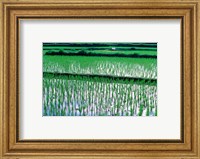 Framed Rice Cultivation, Bali, Indonesia