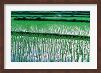 Framed Rice Cultivation, Bali, Indonesia