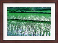 Framed Rice Cultivation, Bali, Indonesia