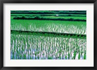 Framed Rice Cultivation, Bali, Indonesia