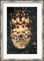 Framed Indonesia, Stargazer (Uranoscopidae sulphureus)
