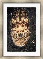 Framed Indonesia, Stargazer (Uranoscopidae sulphureus)
