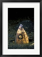 Framed Blackfin Snake Eel with cleaner shrimp, North Sulawesi, Indonesia