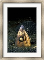 Framed Blackfin Snake Eel with cleaner shrimp, North Sulawesi, Indonesia