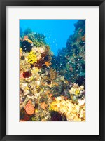 Framed Healthy Reef, Komodo, Indonesia